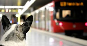 Un gos a l'andana del metro de Nuremberg, a Alemanya / VGN