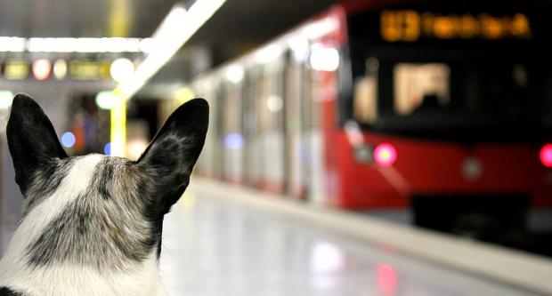 Un gos a l'andana del metro de Nuremberg, a Alemanya / VGN