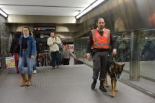 El César quan treballava a la Unitat Canina del metro de Barcelona / Pep Herrero El César quan treballava a la Unitat Canina del metro de Barcelona / Pep Herrero