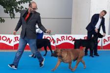 El Sergio amb un altre gos en el moment del judici / Sergio López