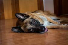 El César, feliç i relaxat al domicili de la seva familia d'adopció / Pep Herrero El César, feliç i relaxat al domicili de la seva familia d'adopció / Pep Herrero